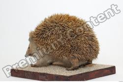 Whole Body Hedgehog